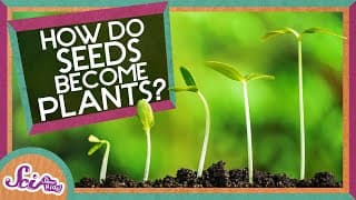 How Does A Seed Become A Plant? | Backyard Science | SciShow Kids